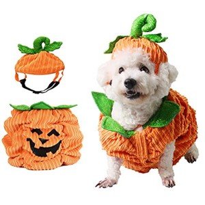 Halloween Pumpkin Costume for Medium Dogs