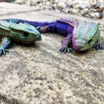 Large Colour Changing Reptile Fidget Toys Set