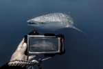 DiveVolk Seatouch 4 Max Underwater Phone Case