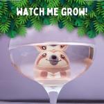 Boxer Gifts Sloth Toy - Grow with Water!