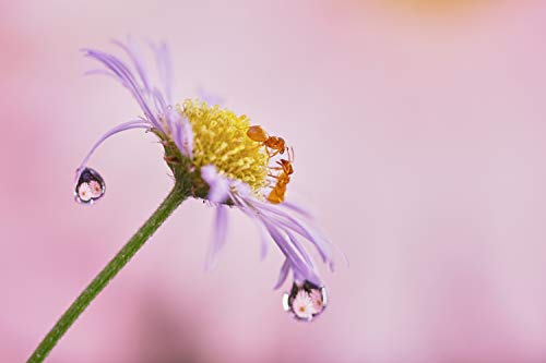 Sony Alpha 7 II | Full-Frame Camera: 24.3MP