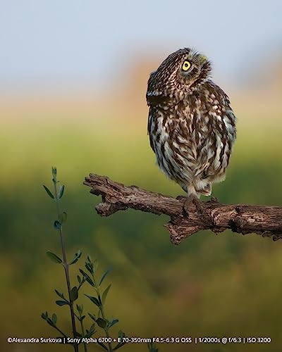 Sony Alpha 6700 + 18-135mm Lens: Mirrorless Camera