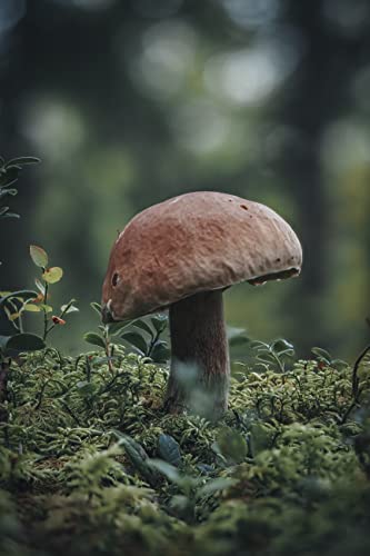 OM SYSTEM OM-5 Four Thirds System Camera