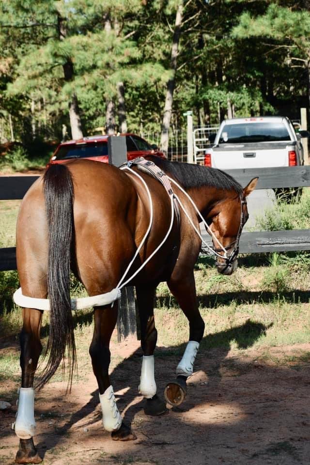 Black Leaders Training Aid for Horse Riding