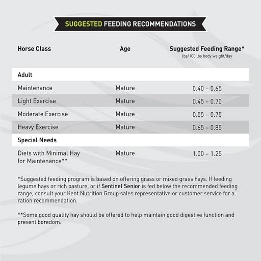 Senior Horse Riding Saddle by Sentinel