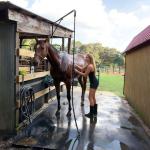 Wall-mounted Horse Wash Attachment - Prevents Tangles and Trampling