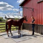 Wall-mounted Horse Wash Attachment - Prevents Tangles and Trampling