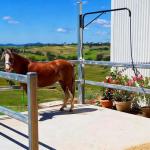 Wall-mounted Horse Wash Attachment - Prevents Tangles and Trampling