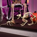 Halloween Skeleton Cat and Rat Set