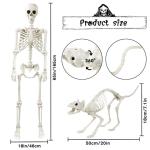 5.4Ft Poseable Human Skeleton with Cat for Halloween