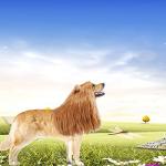 Lion Mane Wig for Dogs and Cats Costume