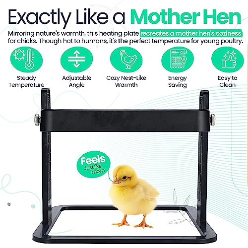 Duck & Chicken Brooding Heater Plate - Adjustable Heat
