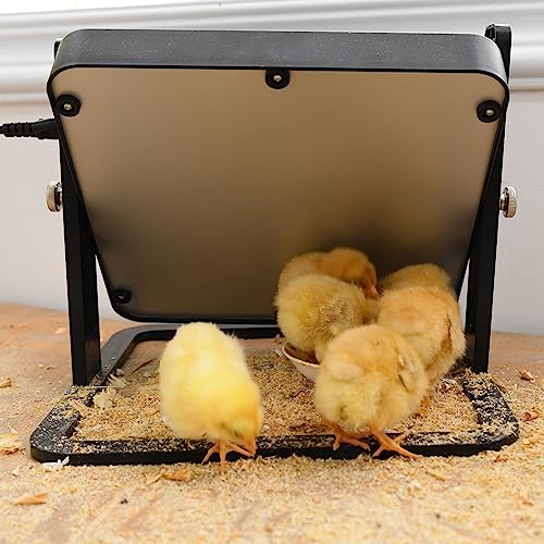 Duck & Chicken Brooding Heater Plate - Adjustable Heat