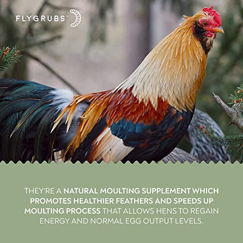 FLYGRUBS Non-GMO Chicken Feed with Extra Calcium (5lb)