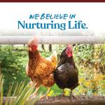 Oyster Shell Calcium Supplement for Laying Chickens - 5 lbs