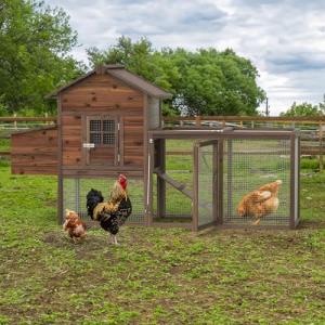 Outdoor Wooden Chicken Coop for 4 Chickens