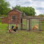 Outdoor Wooden Chicken Coop for 4 Chickens