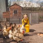 Outdoor Wooden Chicken Coop for 4 Chickens