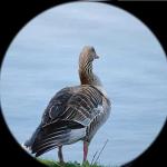 Parabolic Microphone Monocular - 8x Sound Amplifier