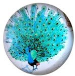 Peacock Art Glass Paperweight with Stamps Display