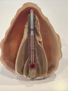 Small Antique Shell Desk Thermometer, 2 3/4”