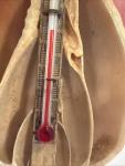 Small Antique Shell Desk Thermometer, 2 3/4”