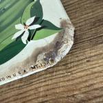 Vintage 1963 Squirt Never An After-thirst Thermometer