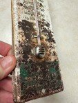 Metz Beer Vintage Metal Advertising Thermometer
