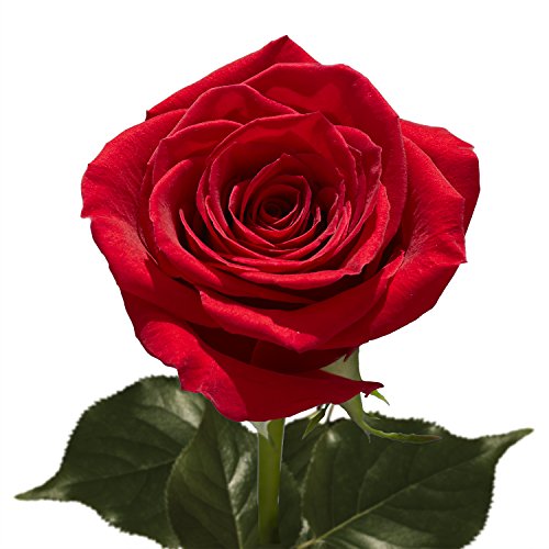 50 Red Roses- Fresh Cut Flowers- Beautiful Gift