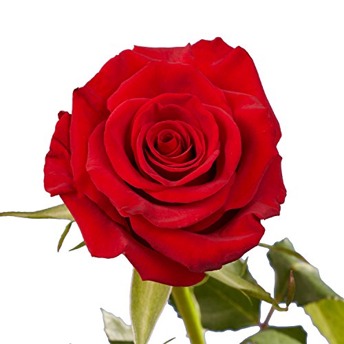 50 Red Roses- Fresh Cut Flowers- Beautiful Gift