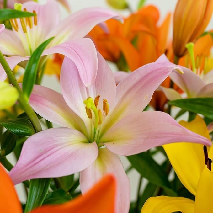 Fall Sunrise Bouquet: Royal Lilies, Fresh Flowers, Multi-Bud