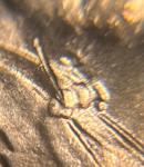 1974 BU Penny Error Die Crack Neck Reverse