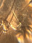 1974 BU Penny No Mint Mark Die Crack