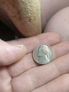 1974 Jefferson Nickel Coin US No Mint Mark