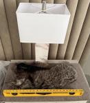 Fox Furs Wrap Shawl Scarf Collar for Saga