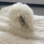 Vintage Arctic Fox White Fur Coat Size M