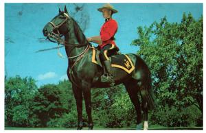 Royal Canadian Mounted Police Horse Uniform Postcard