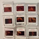 Apollo 11 Moon Landing Photo Slide Collection