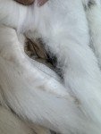 1980s Saga Fox Women's X-Large Fur Coat