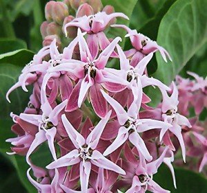 1,000 Showy Milkweed Seeds - Big Pack