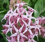 1,000 Showy Milkweed Seeds - Big Pack