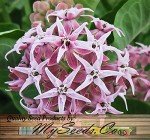 1,000 Showy Milkweed Seeds - Big Pack