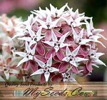 1,000 Showy Milkweed Seeds - Big Pack