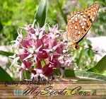 1,000 Showy Milkweed Seeds - Big Pack