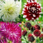 Exotic Dahlia Bulb Mix (8 Large Bulbs)