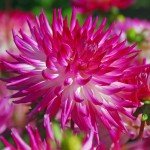 Exotic Dahlia Bulb Mix (8 Large Bulbs)