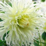 Exotic Dahlia Bulb Mix (8 Large Bulbs)
