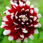 Exotic Dahlia Bulb Mix (8 Large Bulbs)