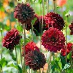 Exotic Dahlia Bulb Mix (8 Large Bulbs)