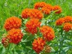 100 Seeds of Butterfly Milkweed Flower (Asclepias Tuberosa)